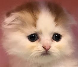 スコティッシュフォールド❤️まん丸な瞳がチャームポイント💕セミロング💕人気のスコくん❤️今週の特別価格98,000円💕今週のチャンスプライス💕