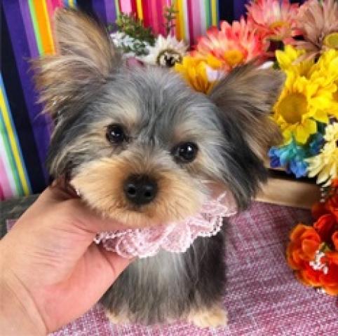 ヨークシャーテリア