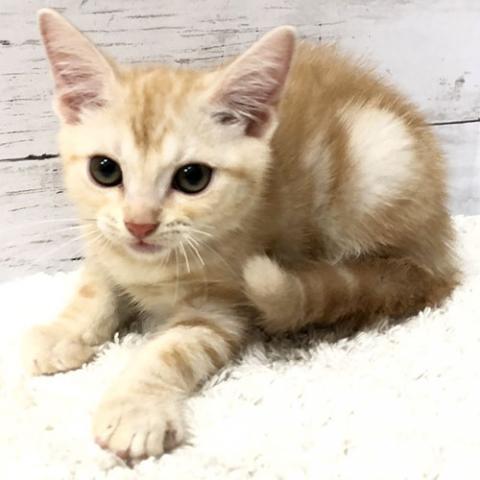 アメリカンショートヘアー