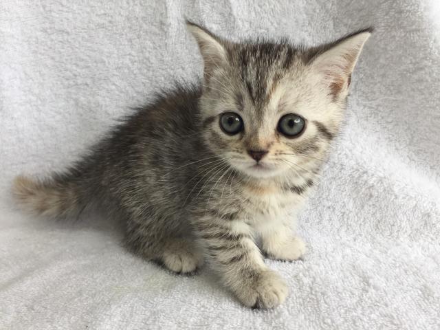 ミヌエット（旧ナポレオン）