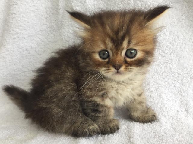 ミヌエット（旧ナポレオン）