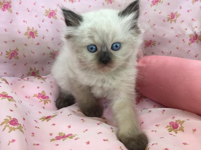 ペルシャ・ヒマラヤン