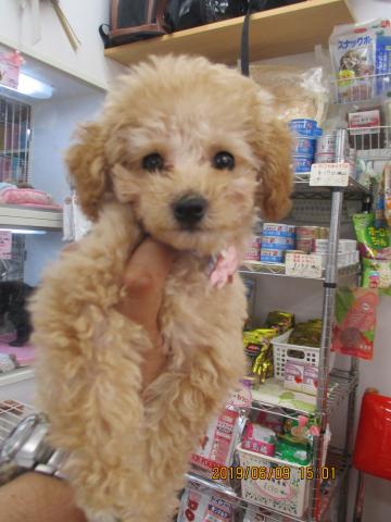 トイプードル