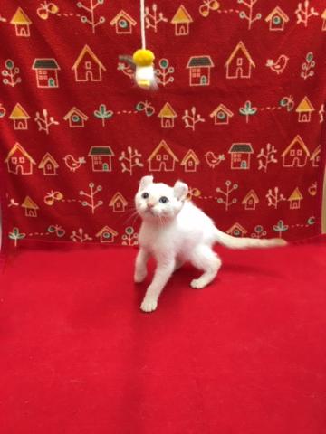 アメリカンカール