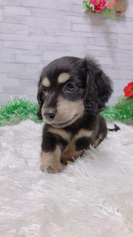 ミニチュアダックスフンド