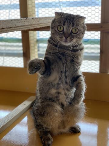 スコティッシュフォールド里親さま募集