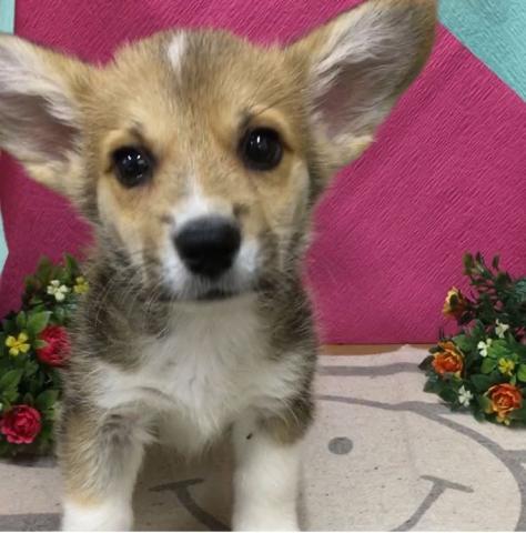 ウェルシュコーギーペンブローク