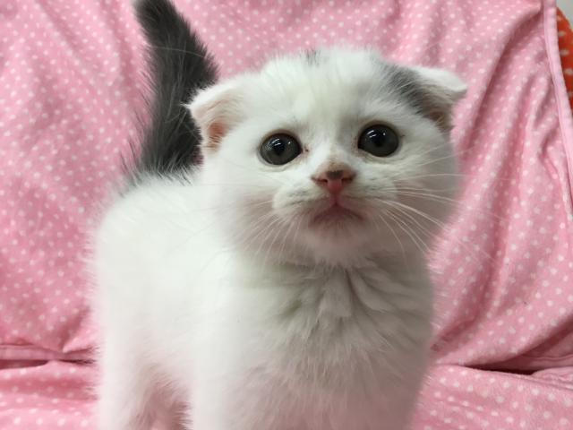 スコティッシュフォールド