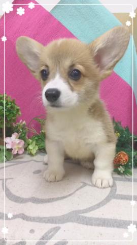 ウェルシュコーギーペンブローク