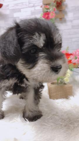 ミニチュアシュナウザー