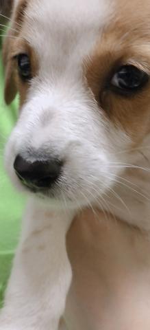 ジャックラッセルテリア