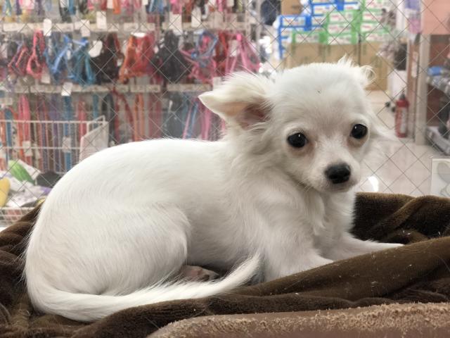 チワワ（ロングコート）