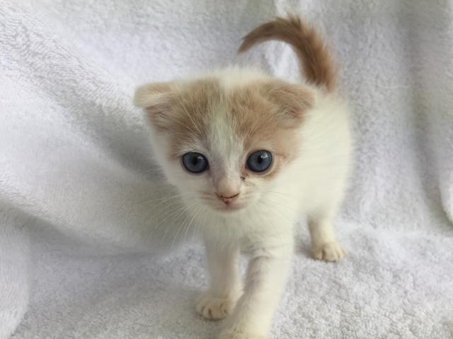 スコティッシュフォールド