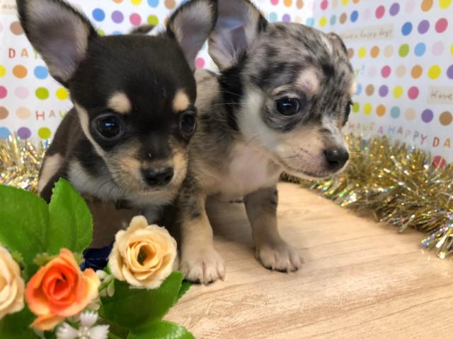 チワワ（スムースコート）