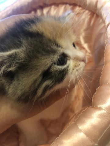 ミヌエット（旧ナポレオン）