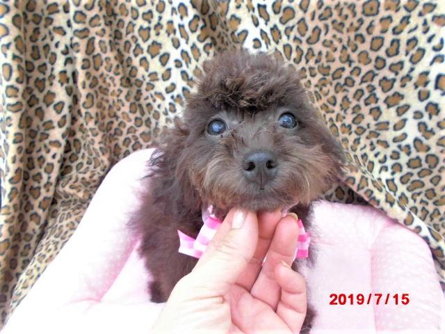 トイプードルタイニーサイズ