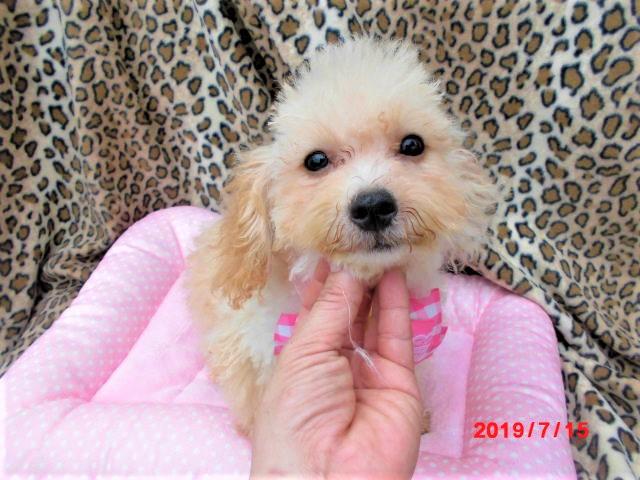 トイプードルトイサイズ