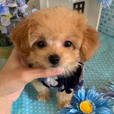 トイプードルティーカップ