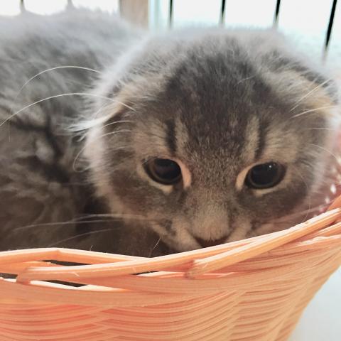 ミヌエット(旧ナポレオン)