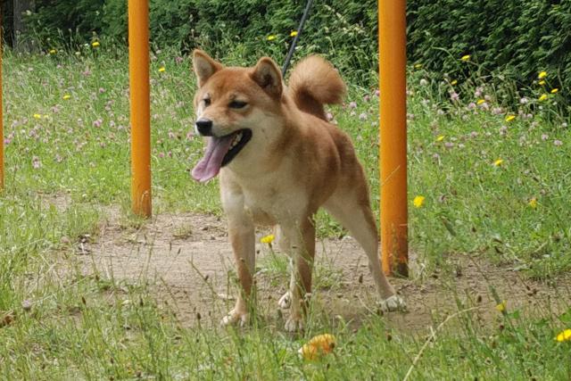 柴犬