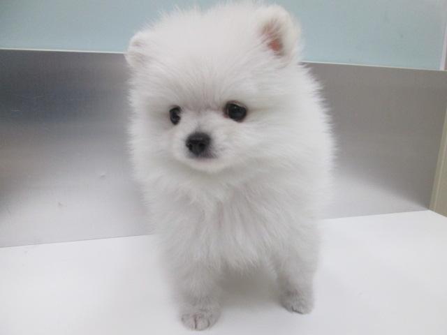 ポメラニアン 極小 子犬や子猫たちのペット販売情報が満載 ペットステーション ポメラニアン 極小 子犬や子猫たちのペット販売情報が満載 ペットステーション