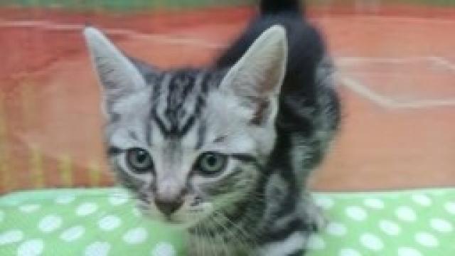 アメリカンショートヘアー