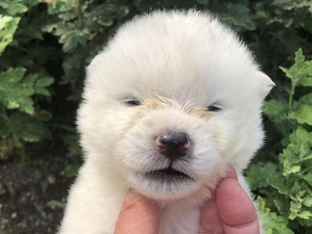 秋田犬