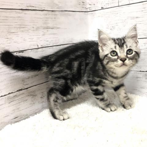 アメリカンショートヘアー