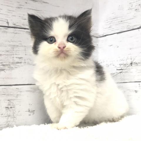 エキゾチックショートヘアー