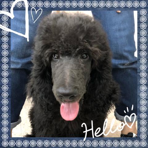 スタンダードプードル