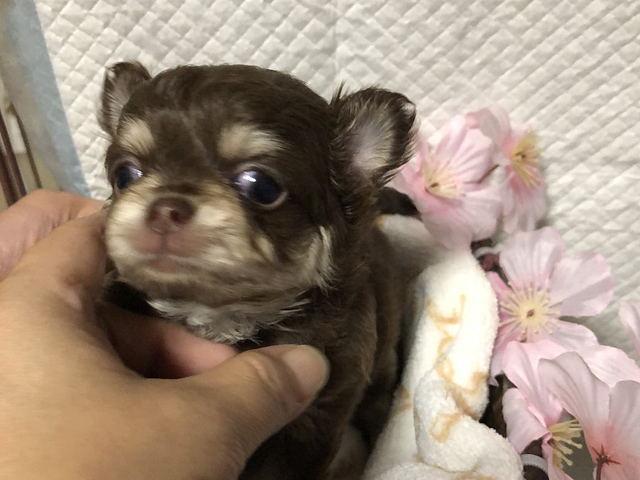 チワワ（ロングコート）