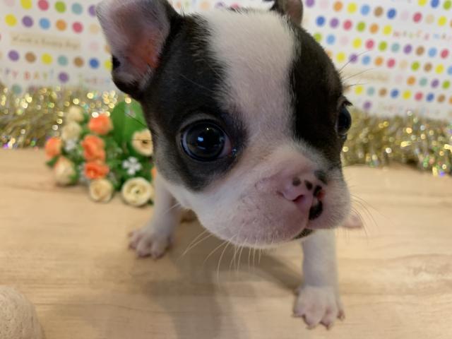 フレンチブルドッグ