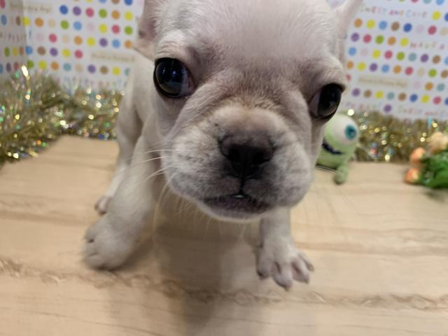 フレンチブルドッグ