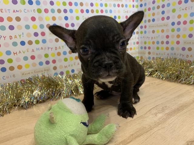 フレンチブルドッグ