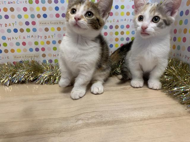 マンチカン【短足】