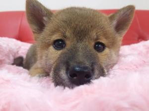 柴犬