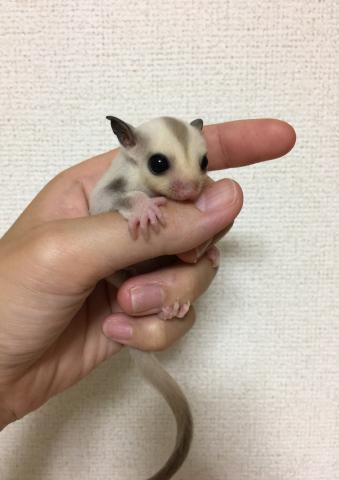 フクロモモンガ プラチナ