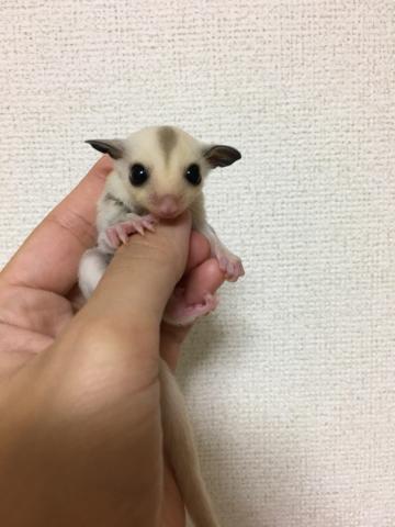 フクロモモンガ プラチナ