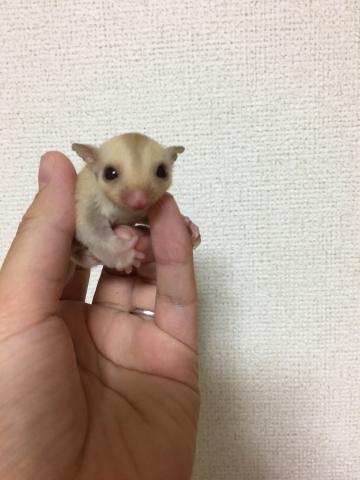 フクロモモンガ クリミノ