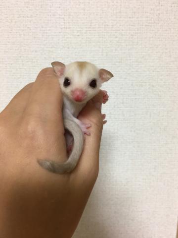 フクロモモンガ クリミノ