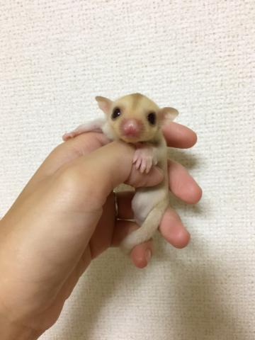 フクロモモンガ クリミノ