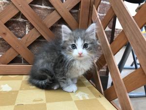 ノルウェージャンフォレストキャット