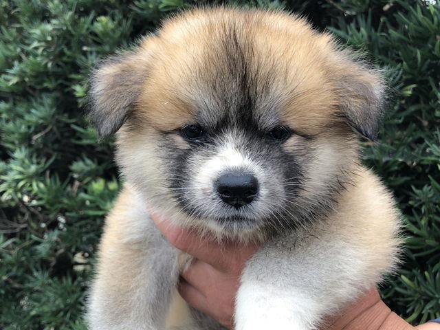 秋田犬