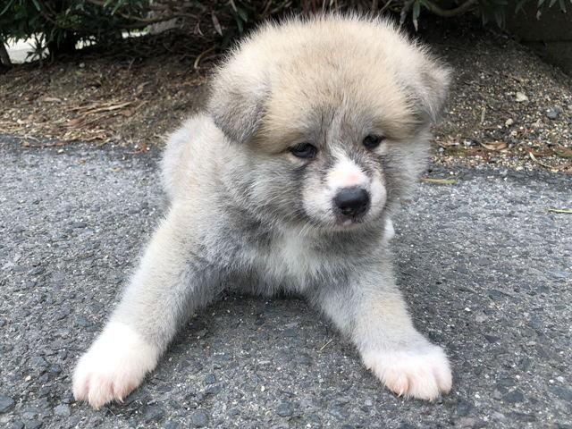 秋田犬