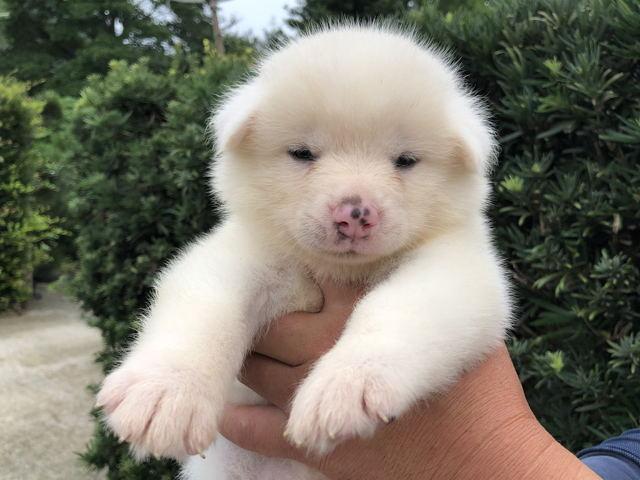 秋田犬