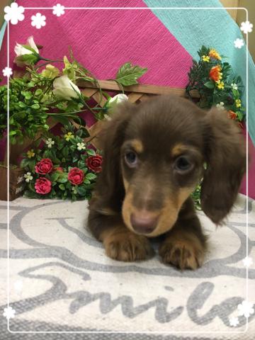 ミニチュアダックスフンド