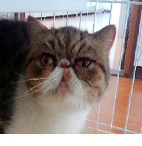 エキゾチックショートヘアー