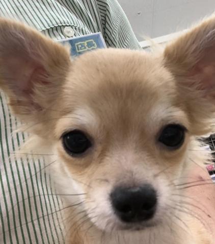 チワワ(ロングコート)