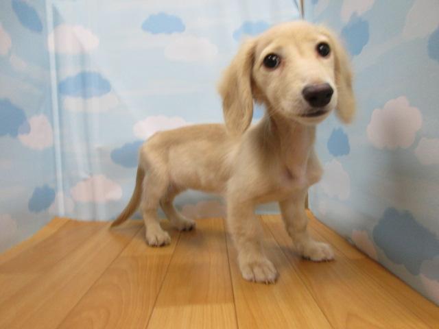 ミニチュアダックスフンド