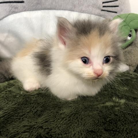 マンチカン(短足)